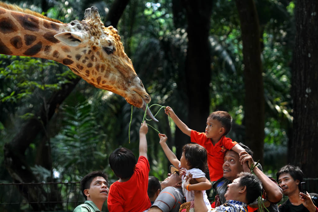 03_Sofyan Efendi_ Berlibur Dikebun binatang_0818664064